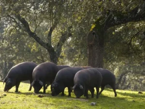 Compra jamón online